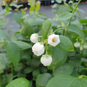 Blueberry Flower