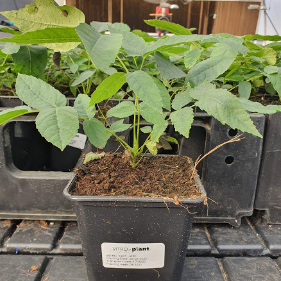Walnut