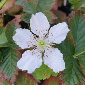 Raspberry Flower